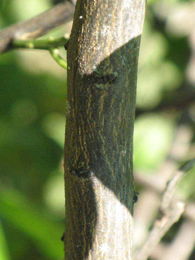              Second - third year twig (Winter Haven, FL)       